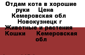 Отдам кота в хорошие руки. › Цена ­ 1 - Кемеровская обл., Новокузнецк г. Животные и растения » Кошки   . Кемеровская обл.